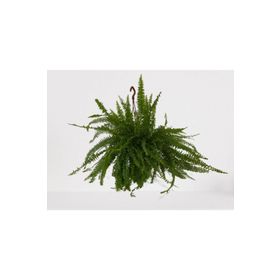 Bitki 30-40 cm Aşk Merdiveni Askılı Nephrolepis