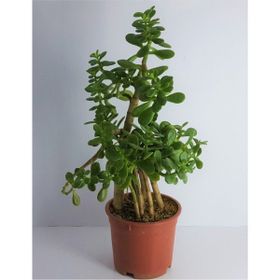 Bitkim Sende 10 Yaş Bonsai Crassula Ovata Para Bereket Ağacı