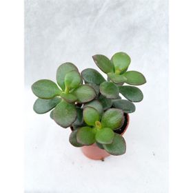 Bitkim Sende 5.5 cm Saksıda Crassula Ovata Sukulent Para Ağacı