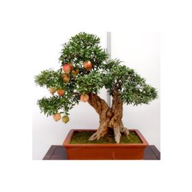 Bonsai İçin Uygun Süs Narı Tohumu (50 adet)