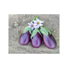 Brexy 10 gr Patlıcan Adana Dolmalık Tohumu