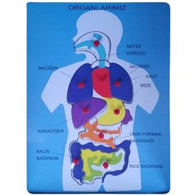 Bu-Bu Organlarımız Ahşap Puzzle