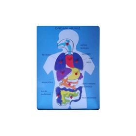 Bu-Bu Organlarımız Ahşap Puzzle