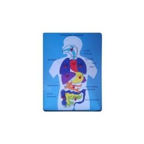 Bu-Bu Organlarımız Ahşap Puzzle