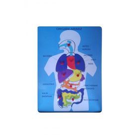 Bu-Bu Organlarımız Ahşap Puzzle