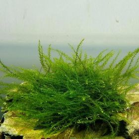 Bubble Moss Cup Canlı Bitki