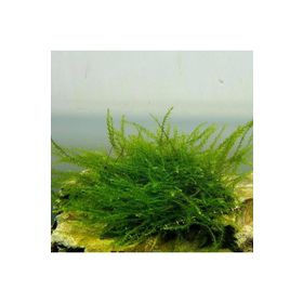 Bubble Moss Cup Canlı Bitki