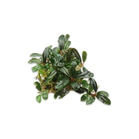 Bucephalandra Brownie Blue Saksı Canlı Bitki