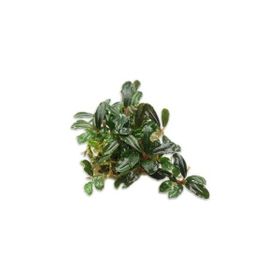 Bucephalandra Brownie Blue Saksı Canlı Bitki