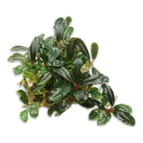 Bucephalandra Brownie Blue Saksı Canlı Bitki
