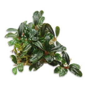 Bucephalandra Brownie Blue Saksı Canlı Bitki