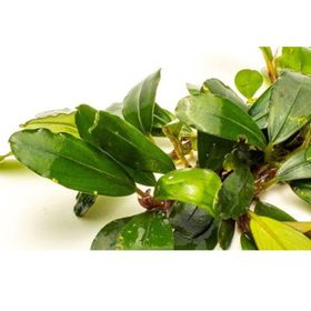 Bucephalandra Brownie Purple Saksı Canlı Bitki