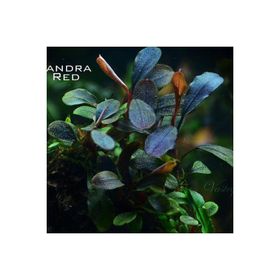 Bucephalandra Brownie Red Saksı Canlı Bitki