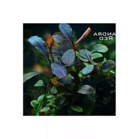 Bucephalandra Brownie Red Saksı Canlı Bitki