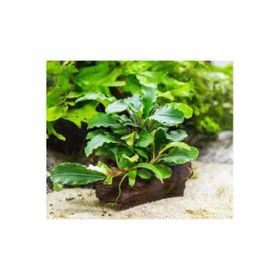 Bucephalandra Green Way Saksı Canlı Bitki