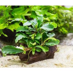 Bucephalandra Green Way Saksı Canlı Bitki