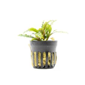 Bucephalandra Velvet Saksı Canlı Bitki