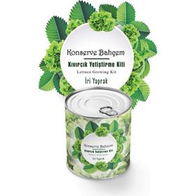 Buffer Konserve Bahçem Evde Konservede İri Yapraklı Kıvırcık Yetiştirme Kiti