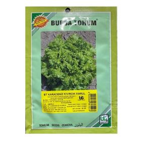 Bursa Tohum 25 gr Karadeniz Kıvırcık Marul Tohum