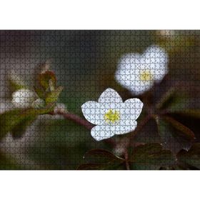 Caka Tablo Beyaz Kırmızı Şarap Üzüm Şarap Küpü Görseli 1000 Parça Puzzle