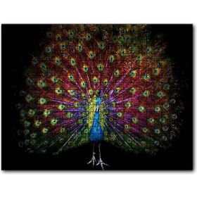 Caka Tablo Görkemli Kuyruğuyla Tavus Kuşu Karanlık Arkaplan 1000 Parça Puzzle
