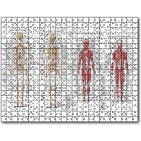 Caka Tablo İskelet Kas Sistemi Çizimi ve Isimlendirmesi Görseli 255 Parça Puzzle