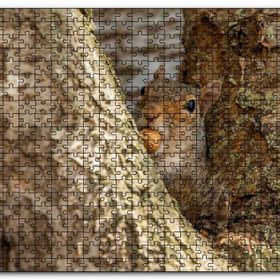 Cakapuzzle Ağacın Dalları Arasındaki Sincap Mdf 1000 Parça Puzzle