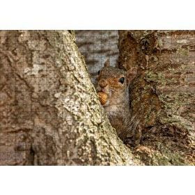Cakapuzzle Ağacın Dalları Arasındaki Sincap Mdf 500 Parça Puzzle