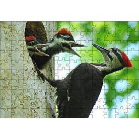 Cakapuzzle Ağaçkakan ve Yuvada Aç Yavruları 120 Parça Ahşap Puzzle