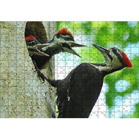 Cakapuzzle Ağaçkakan ve Yuvada Aç Yavruları Mdf 255 Parça Puzzle