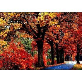 Cakapuzzle Ağaçlı Yol ve Sonbahar Yaprakları Mdf 120 Parça Puzzle