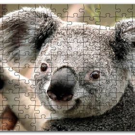 Cakapuzzle Ağaçtaki Sevimli Koala Yakın Çekim Mdf 255 Parça Puzzle