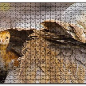 Cakapuzzle Akbaba Kanatları Arasında Yavrusu Mdf 255 Parça Puzzle