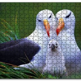 Cakapuzzle Albatross Kuşu Ailesi Mdf 500 Parça Puzzle
