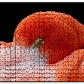 Cakapuzzle Amerikan Flamingosu Siyah Arkaplan Mdf 1000 Parça Puzzle