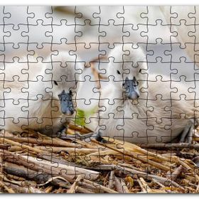 Cakapuzzle Anne Altında İki Sevimli Kuğu Yavrusu Mdf 500 Parça Puzzle