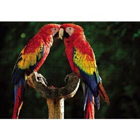 Cakapuzzle Aşık Papaganlar 255 Parça Puzzle