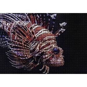 Cakapuzzle Aslan Balığı Yakın Çekim Karanlık Arkaplan Mdf 1000 Parça Puzzle