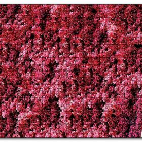 Cakapuzzle Audrey Hepburn Kırmızı Çiçekler Önünde Mdf 120 Parça Puzzle