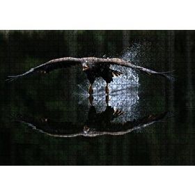 Cakapuzzle Avlanan Balıkçı Kartalı Puzzle