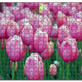 Cakapuzzle Bahçede Pembe Laleler Mdf 120 Parça Puzzle