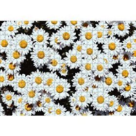 Cakapuzzle Bembeyaz Papatyalar Mdf 500 Parça Puzzle
