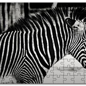 Cakapuzzle Benzersiz Deseniyle Zebra Yakın Çekim Mdf 255 Parça Puzzle
