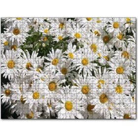 Cakapuzzle Beyaz Büyük Papatyalar 500 Parça Puzzle