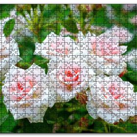 Cakapuzzle Beyaz Çalı Gülleri Görseli Mdf 120 Parça Puzzle