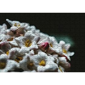 Cakapuzzle Beyaz Çiçeklerin Arasındaki Asi Pembe Mdf 255 Parça Puzzle
