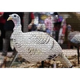 Cakapuzzle Beyaz Hindi Biblo 1000 Parça Puzzle