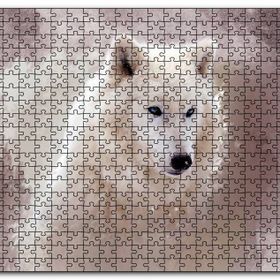 Cakapuzzle Beyaz Kurt Puslu Zemin Görseli Mdf 1000 Parça Puzzle