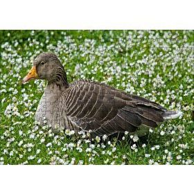 Cakapuzzle Beyaz Papatyalar Arasındaki Kaz 120 Parça Ahşap Puzzle
