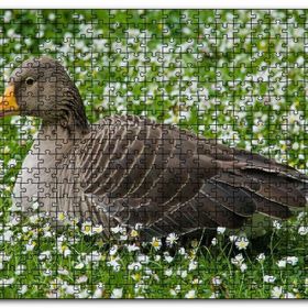 Cakapuzzle Beyaz Papatyalar Arasındaki Kaz Mdf 255 Parça Puzzle